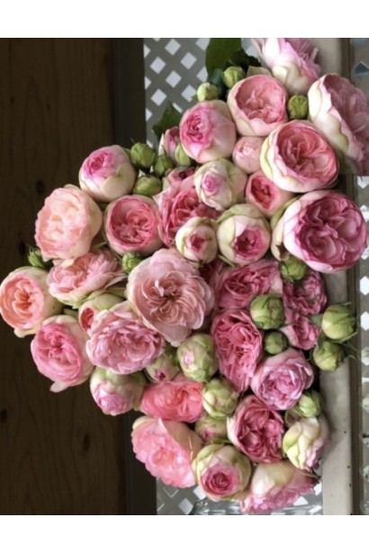 Троянда англійська Bridal Piano у флористичній композиції